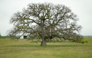 Many oak trees in Texas are experiencing delayed budding due to stress from February’s winter storm.
