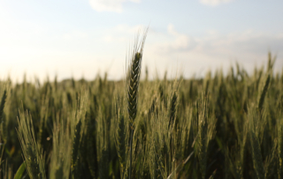 The Texas wheat crop looks good, and prices are high, but acreage is down across the Lone Star State this year.