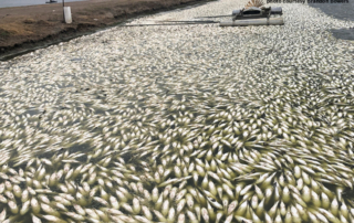 Texas aquaculture producers who incurred losses between Jan. 1 and June 1 are eligible to apply for disaster aid through ELAP.