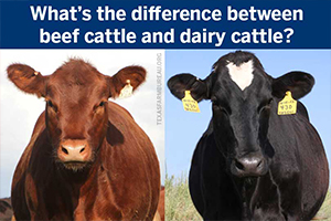 Beef cattle and dairy cattle aren't the same. And they don't look alike either. Find out the differences between beef cows and dairy cows.