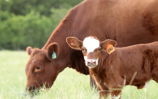 Texas Farm Bureau members receive a discount on registration to the 67th annual Texas A&M Beef Cattle Short Course in August.