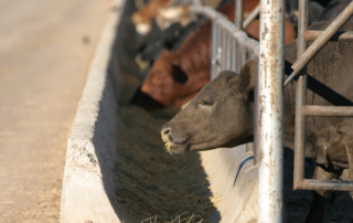 Recently introduced cattle market bill would create greater price discovery and transparency within the cattle market.