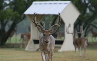 A coalition is asking Texas Parks and Wildlife to step up chronic wasting disease regulation enforcement in captive deer populations.