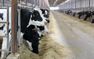In the first dispute panel settlement request under USMCA, the U.S. is asking for review of Canada's dairy tariff rate quotas.