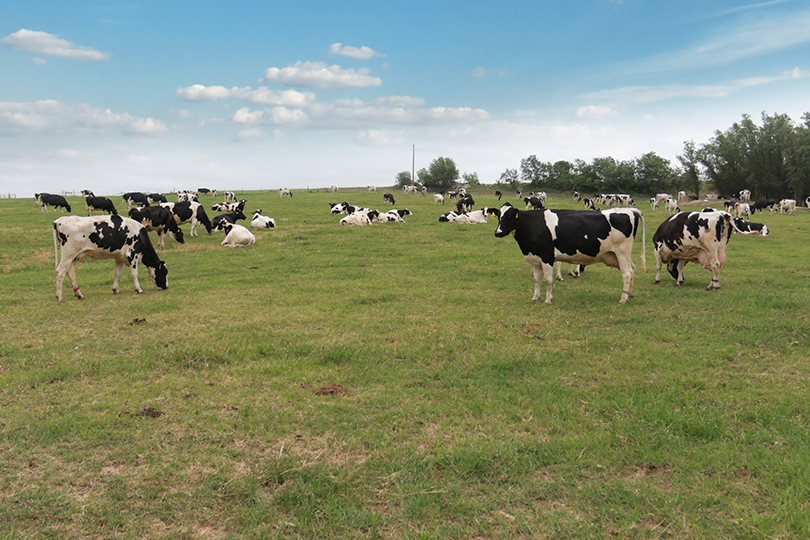 dairy cows in a green pasture