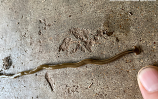 Texas A&M AgriLife Extension agents are concerned after the invasive hammerhead flatworm was discovered in Lamar County.