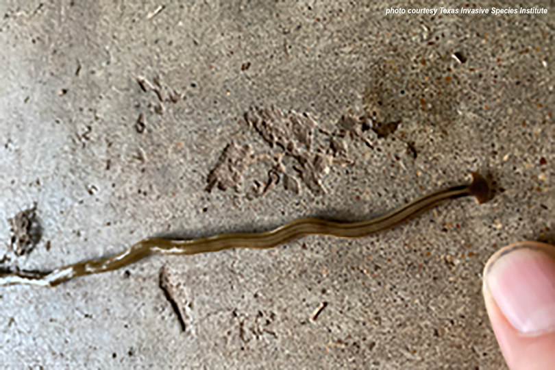 Invasive hammerhead flatworms found in Lamar County - Texas Farm