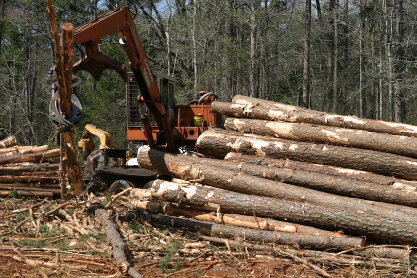 Local loggers harvest wood for Pinewood Derby cars - Park Rapids Enterprise