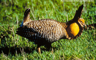 In Goliad County, one family is dedicated to preserving their Texas ranch lifestyle while also preserving the Attwater’s prairie-chicken.
