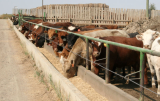 Cattle markets are showing signs of improvement even as high feed prices, lingering drought and higher marketings take hold.