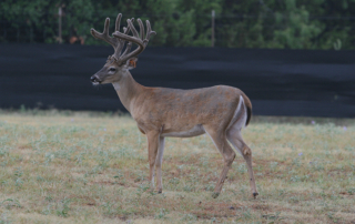 Texas Parks and Wildlife Department released an updated emergency rule restricting movement of deer from breeding facilities where chronic wasting disease was detected.