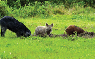 A new hog contraceptive, HogStop, is available in Texas to help control the growth of the feral hog population over time.