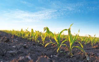 Fertilizer already accounts for over one-third of crop production expenses, but prices may soar if anti-dumping tariffs are imposed on imported urea ammonium nitrates.