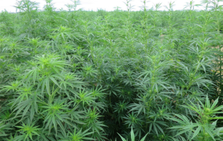 Farmers are facing many challenges in the early years of growing industrial hemp.
