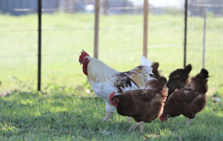 Basic sanitary practices, including washing your hands, lessen the risk of contracting salmonella from backyard poultry flocks.