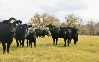 The Texas Beef Council released its official 2021-2025 Long Range Plan that will guide the Texas Beef Council through 2025.