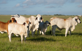 Texas A&M AgriLife research shows that proper grazing protocols can regenerate soil systems and ecosystem functions.
