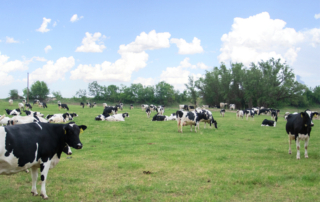 USDA announced details of the Pandemic Market Volatility Assistance Program for dairy farmers, as well as changes to the Dairy Margin Coverage program.