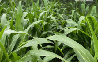 After releasing the first herbicide-tolerant grain sorghum variety last summer, Alta Seeds followed up with an herbicide-tolerant forage sorghum.