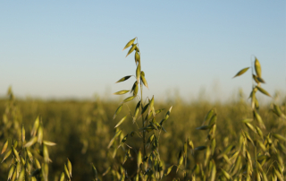 USDA is taking a comprehensive look into the 2021 production and supply of small grains, including wheat, oats, barley and rye.