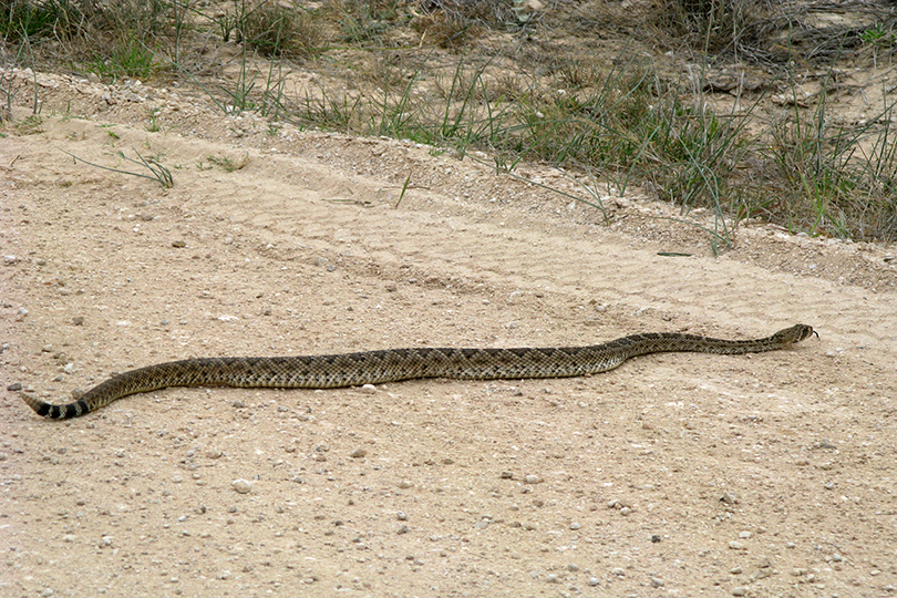 Summer Sunshine Brings Snakes To Surface Texas Farm Bureau