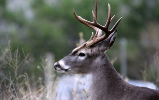 TAHC issued several proposed rule changes, including chronic wasting disease, reportable diseases, market regulation and more.