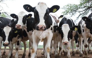 Texas dairy is poised to take over New York as the fourth-largest dairy state in the nation.