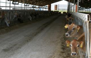 Amid more complaints from U.S. dairy farmers, Canada’s ministry of agriculture says the country is complying with USMCA milk protein export provisions.