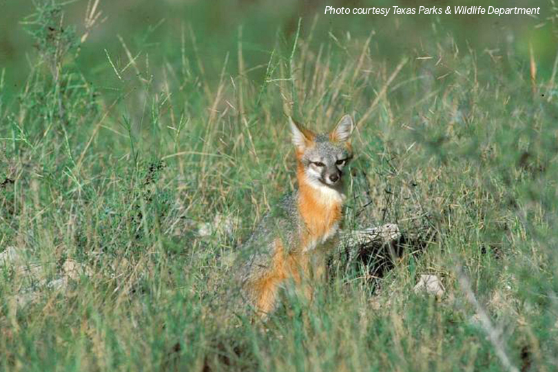 Lesser-known species still offer attractive hunts for Texans - Texas Farm  Bureau