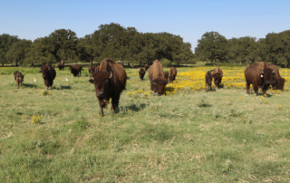 A collaborative guide between South Dakota and Texas Extension agencies aims to help novice and experienced ranchers learn how to raise bison.