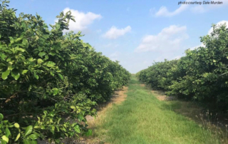 After February’s historic freeze, Rio Grande Valley citrus growers faced much work and rehab for the groves.