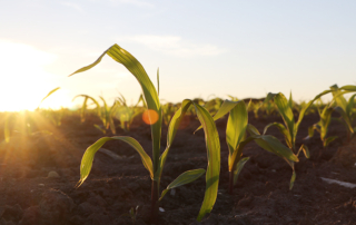 Corn farmers who “split apply” nitrogen will soon have another option for insurance coverage beginning in crop year 2022.