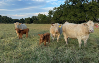 Rangeland and pastures across Texas are heading into the fall season with a fairly good outlook, according to weather reports.