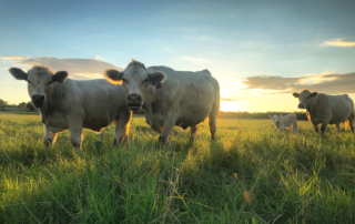 NRCS is hosting a free webinar series for Texas farmers, ranchers, landowners and community agricultural organizations.
