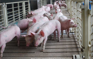 A vaccine developed by USDA has been shown to be effective at preventing the current strain of African swine fever in European- and Asian-bred swine.