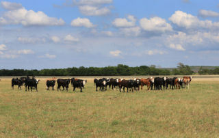 The U.S. House Agriculture Committee unanimously passed the bipartisan Cattle Contract Library Act of 2021.