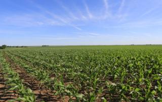 Supply chain issues, rising energy costs and sanctions on foreign suppliers have Texas farmers feeling the pinch of skyrocketing fertilizer prices.