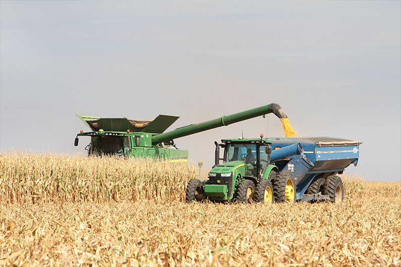 Harvesting Corn 