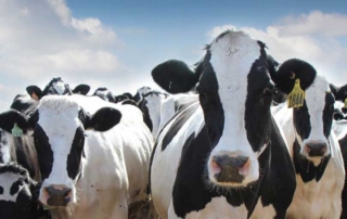 American Farm Bureau Federation released a report by a dairy working group on correcting issues in the Federal Milk Marketing Order system.