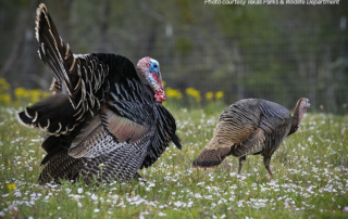 The fall turkey season for Texas hunters should be a good one, according to one Texas Parks and Wildlife Department official.
