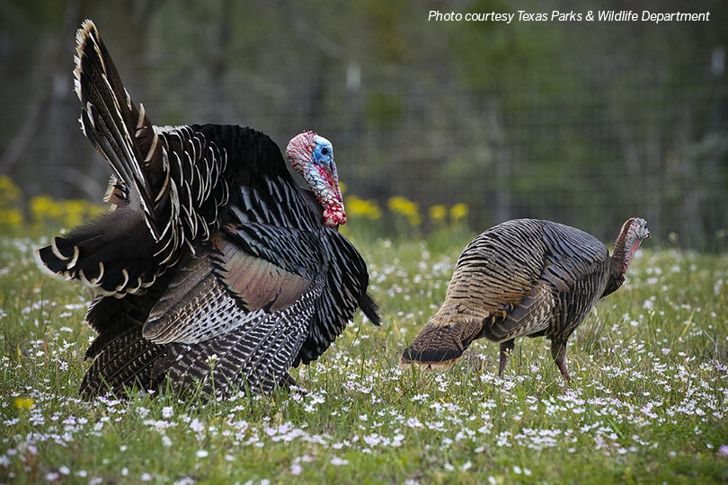 Fall turkey season prospects look good in Texas Texas Farm Bureau