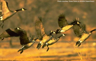 Texas Parks and Wildlife Department is forecasting a good year for waterfowl hunting despite drought in U.S. and Canadian breeding grounds.