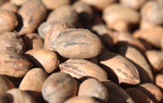 Pecan growers voted to continue the pecan marketing order program applicable to pecans grown in several states, including Texas.