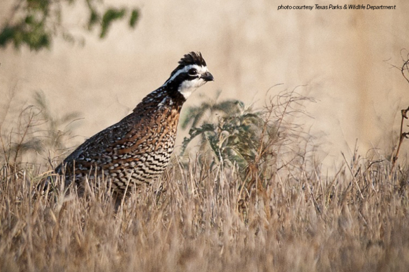 Aboveaverage quail season expected in South Texas Texas Farm Bureau