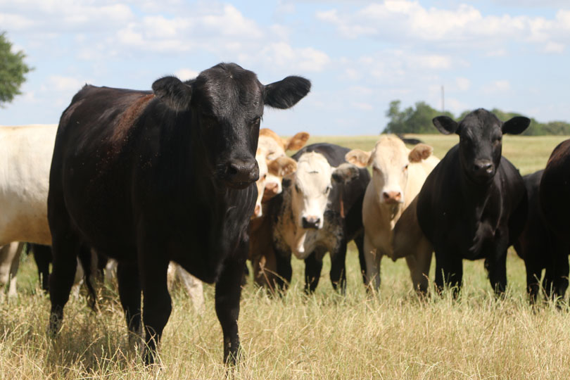 Rabies vaccination can help save livestock and pets - Texas Farm Bureau