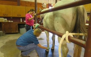 Texas Animal Health Commission is accepting nominations for geographic areas of Texas experiencing a veterinary shortage.