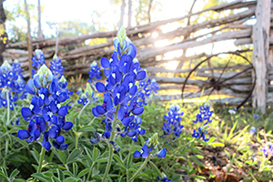 Love Texas bluebonnets? Indian paintbrushes? Winecups? It’s time to start planting those wildflowers now! Get a few tips in our Texas Neighbors publication.