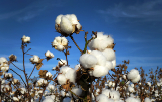 Today is World Cotton Day, an opportunity to recognize cotton’s positive impact, the importance of cotton as a global commodity and to share more information about the crop.