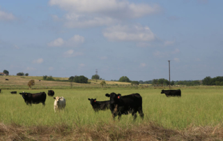 Four senators announced the Cattle Price Discovery and Transparency Act that combines previously proposed bills related to the topic.