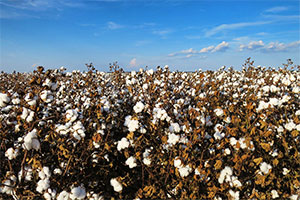Cotton is king in Texas. Watch the crop make its way from the field to the gin. And learn more about the crop in our Texas Neighbors publication.